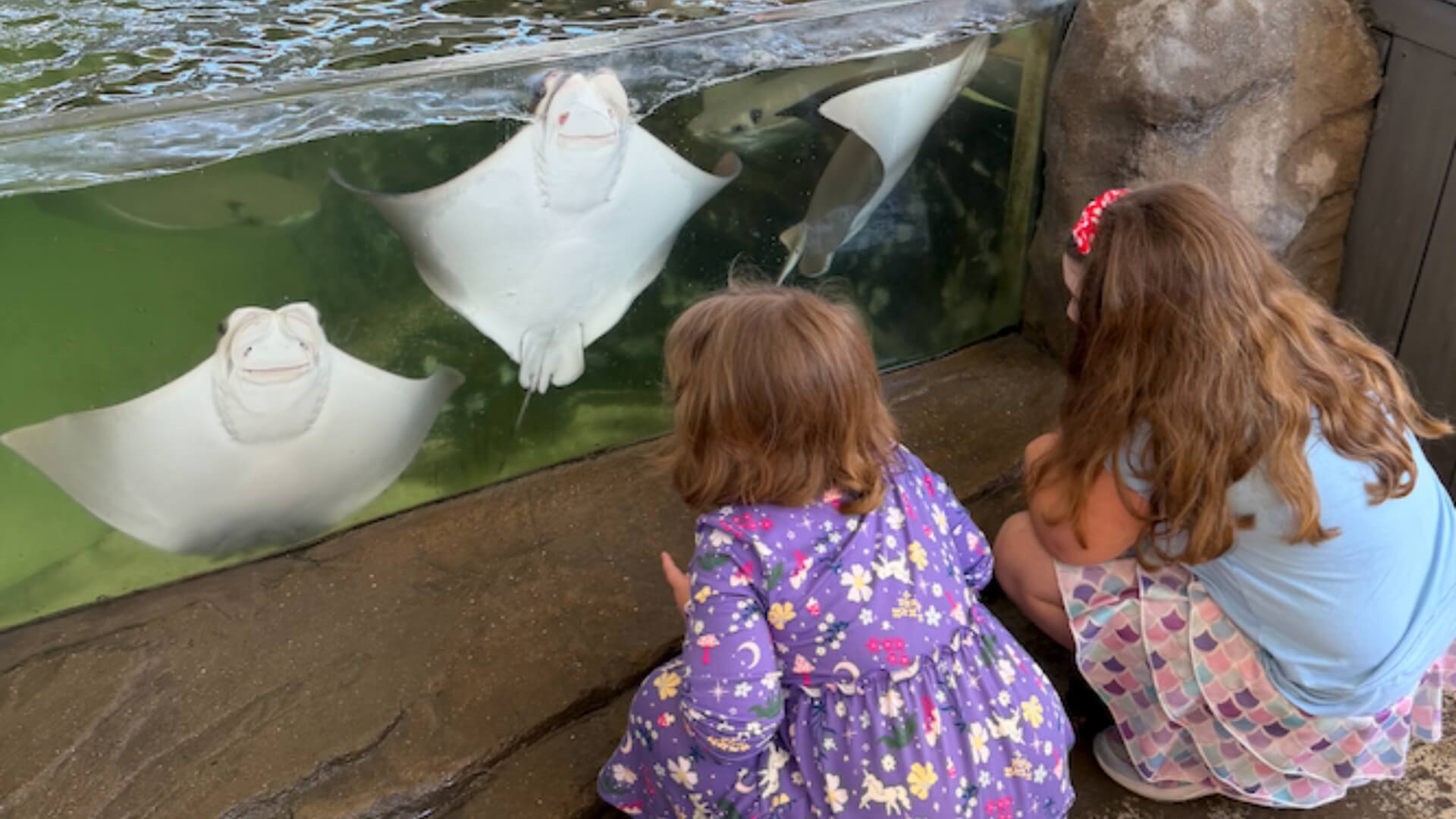 Featured image for “Where Kids Can Feed Animals in DFW (Ethical + Hands-On Spots)”